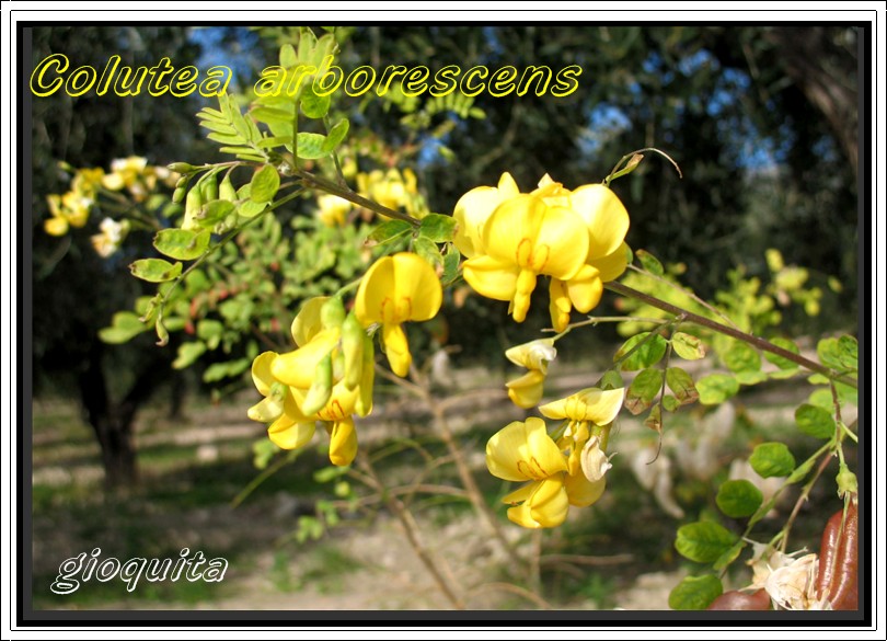 Colutea arborescens / Vescicaria